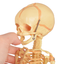 Infant Skeleton Model For Anatomy Education