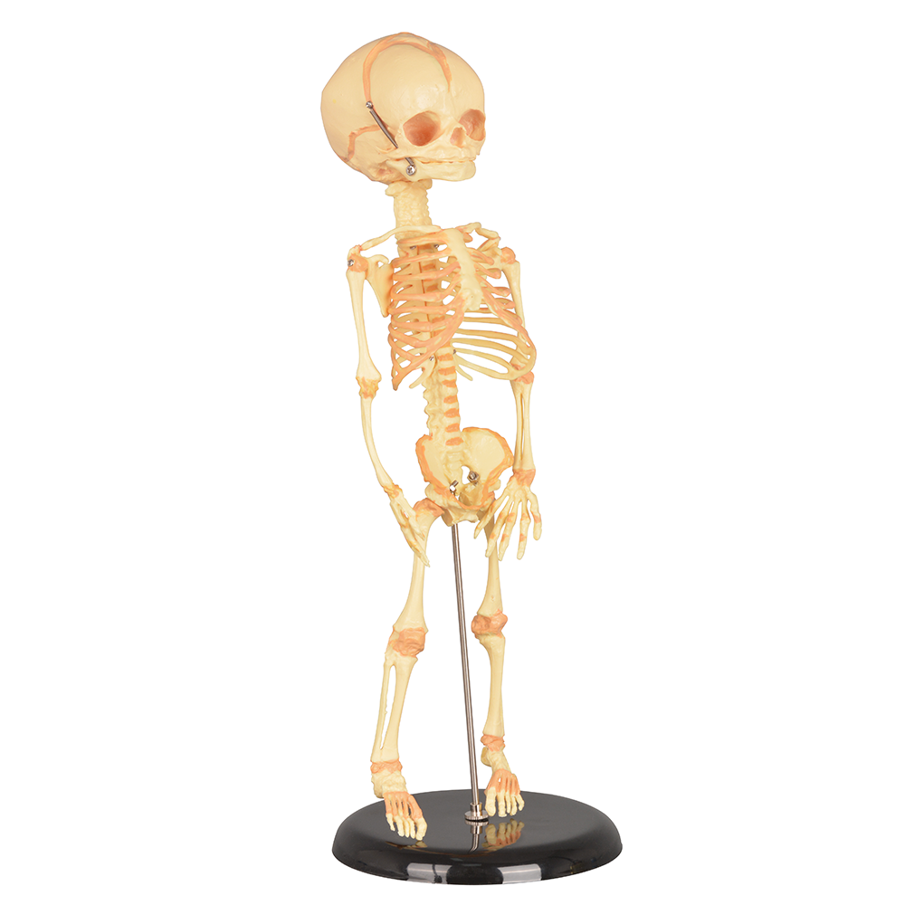 Infant Skeleton Model With Movable Joints