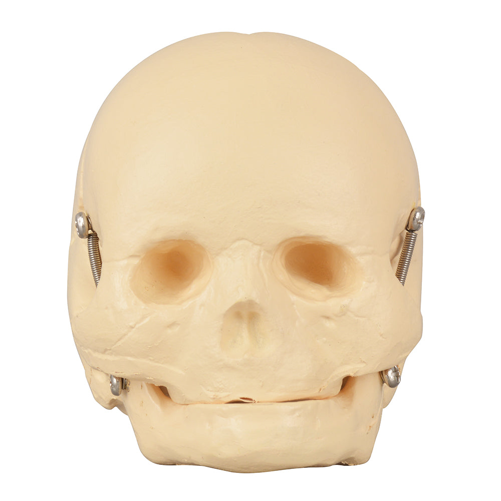 Infant Skull Teaching Tool For Patient Communication