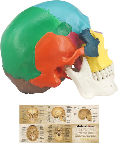 Interactive 3D Colored Skull Replica Set Contents