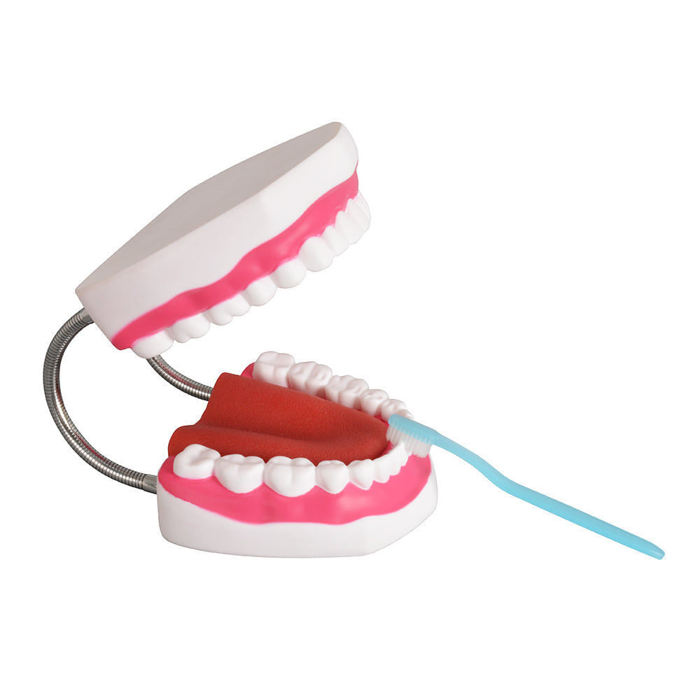 Interactive Dental Anatomy Model