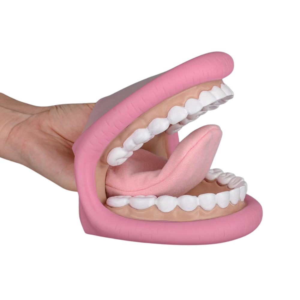 Interactive Dental Teaching Puppet With Demonstration Toothbrush