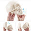 Interactive Skull Model Demonstrating Jaw Movement