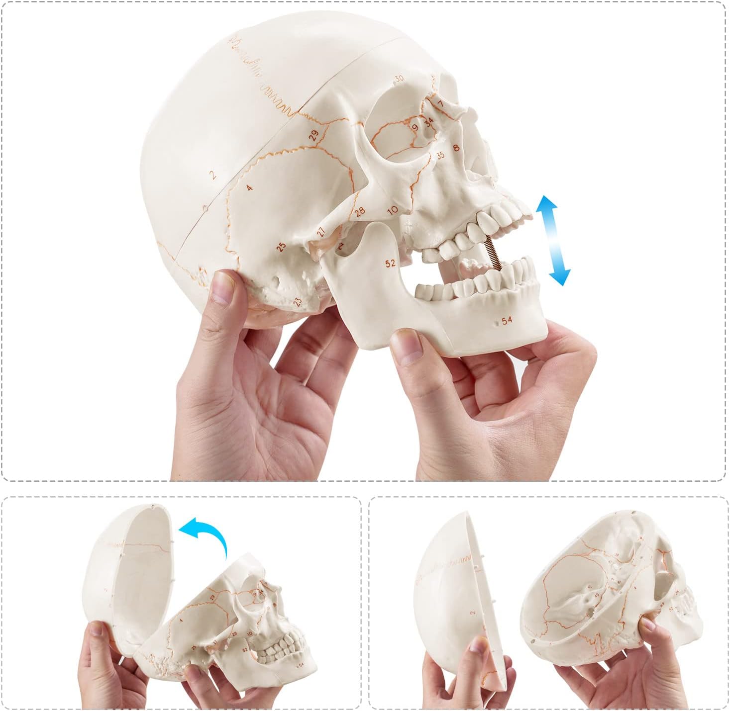 Interactive Skull Model Demonstrating Jaw Movement