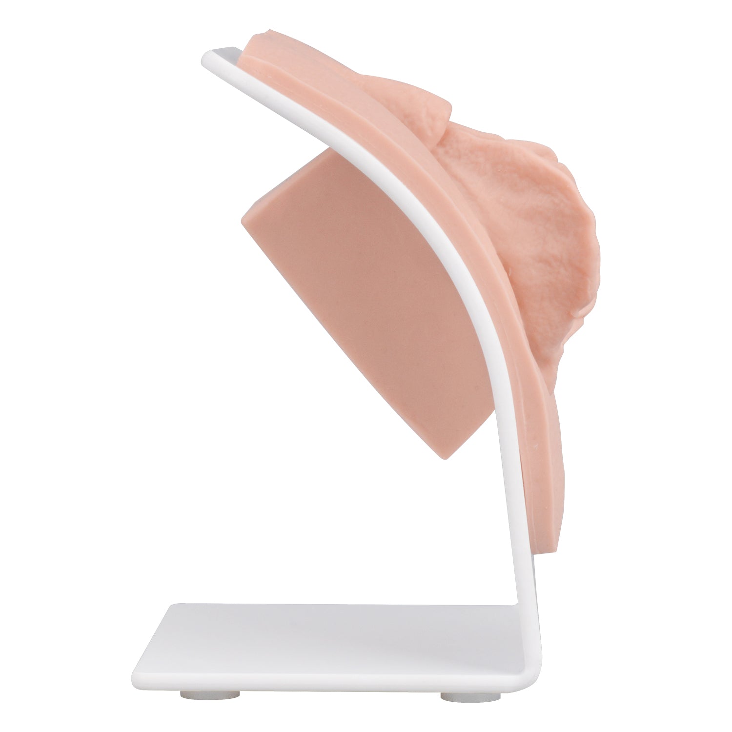 Labiaplasty Surgical Skills Practice Model with Base