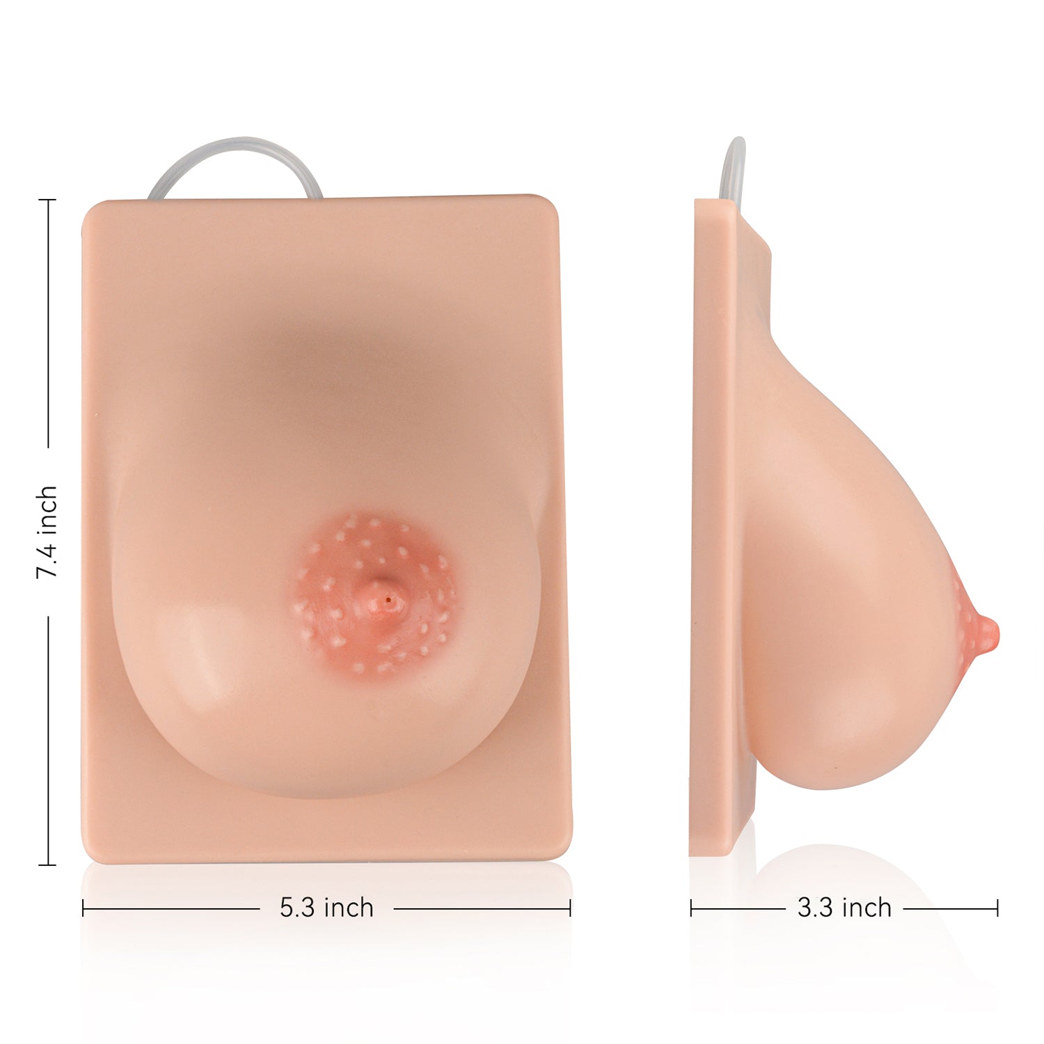 Lactation Breast Model