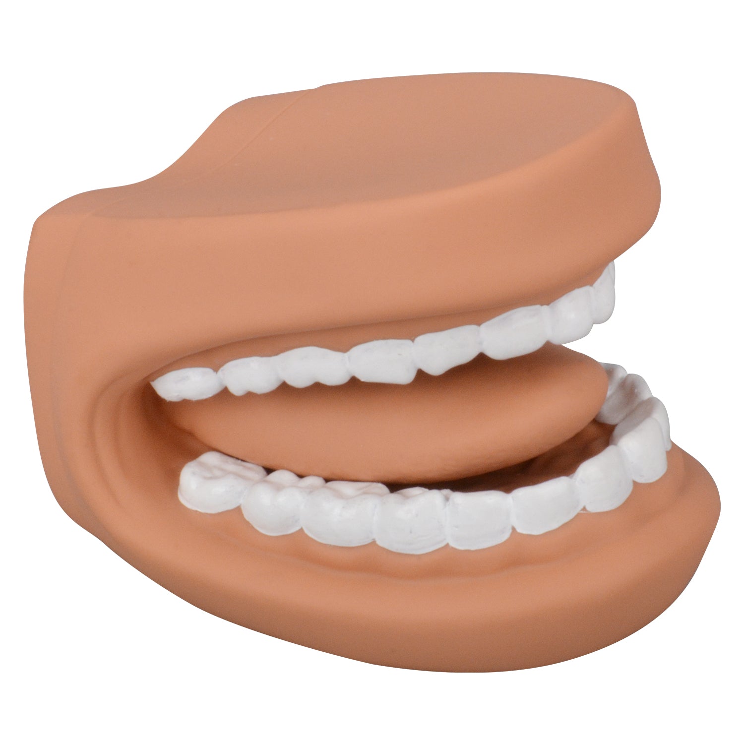 Large Dental Mouth Model For Brushing Demonstration