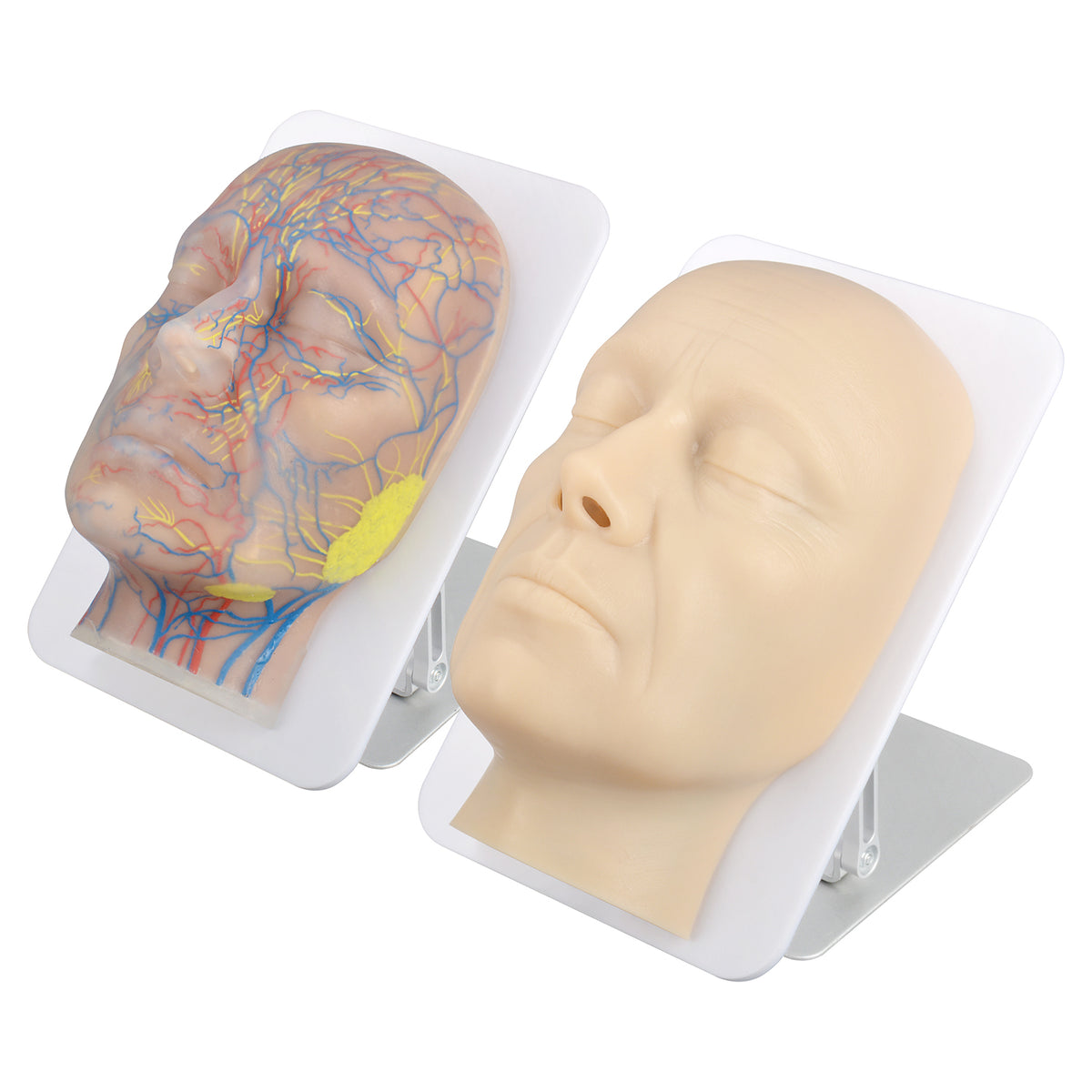 Layered Facial Injection Training Model with Vascular Anatomy