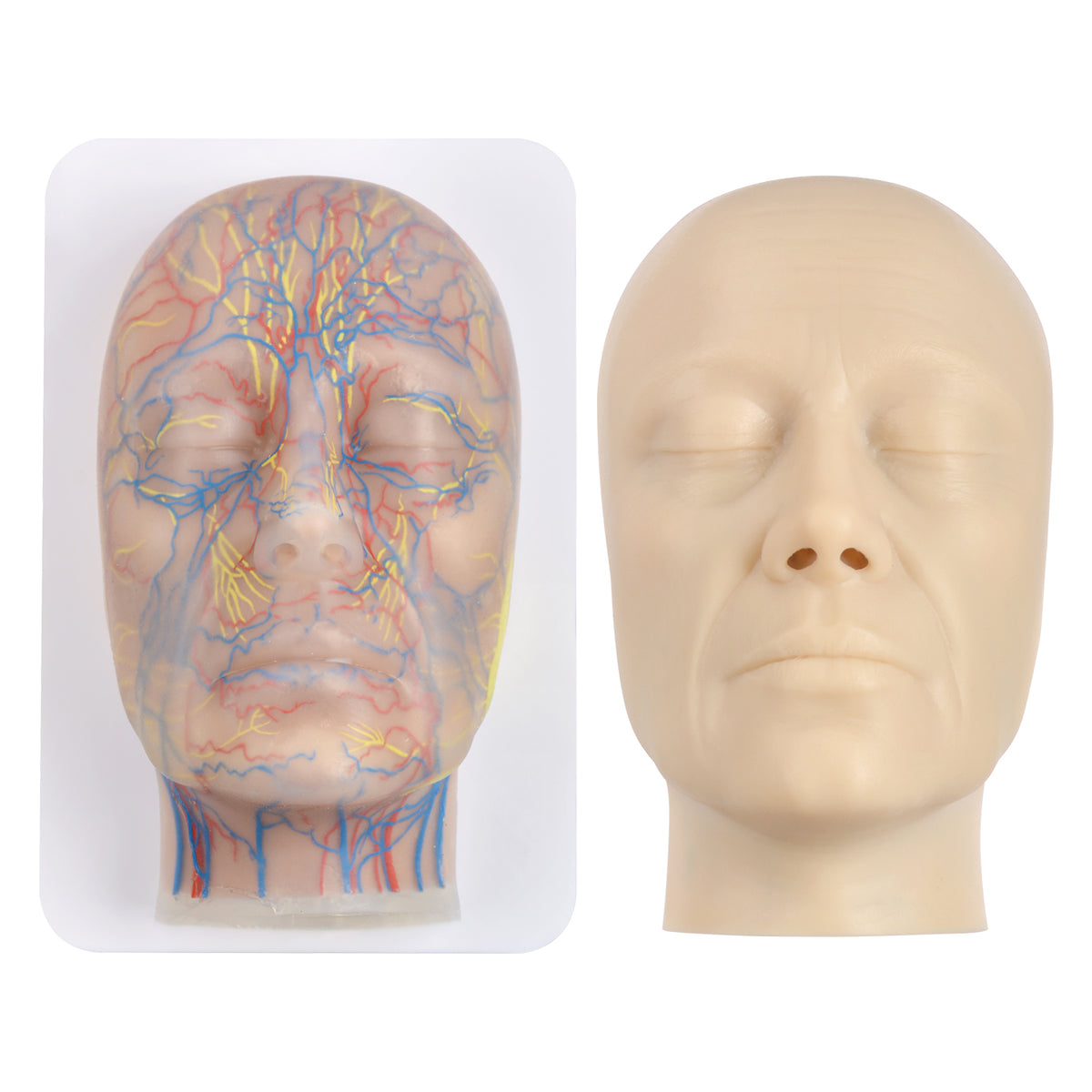 Layered Facial Injection Training Model with Vascular Anatomy