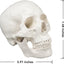 Life-Size Human Anatomical Skull Mode Dimension