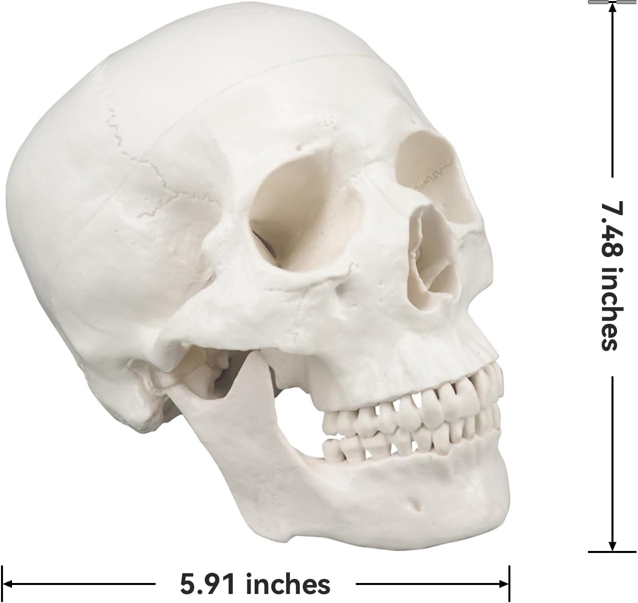 Life-Size Human Anatomical Skull Mode Dimension