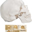 Life-Size Human Anatomical Skull Model for Medical Education