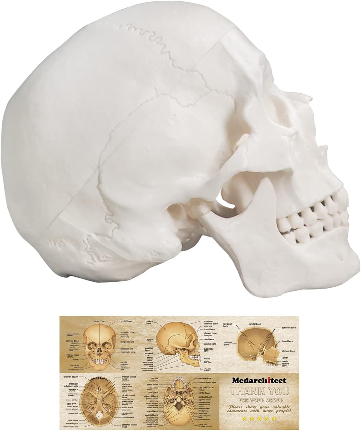 Life-Size Human Anatomical Skull Model for Medical Education