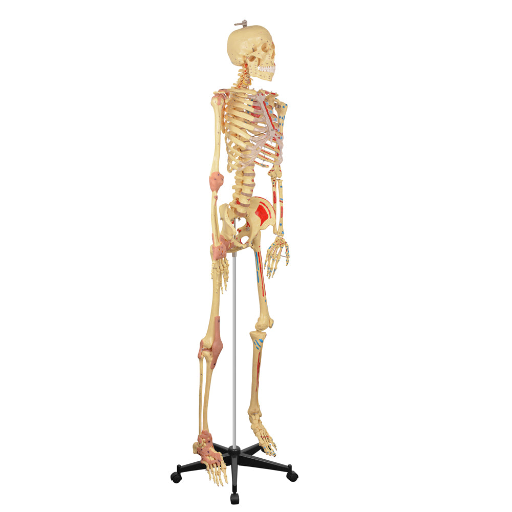 Life-Size Human Skeleton 3D Model