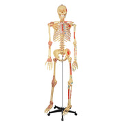 Life-Size Human Skeleton Model with Colored Ligaments
