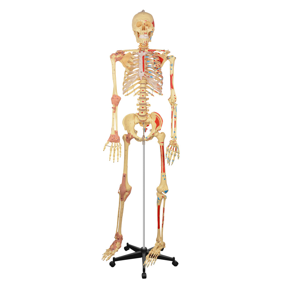 Life-Size Human Skeleton Model with Colored Ligaments