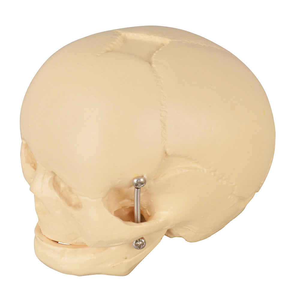 Life-Size Infant Skull Model