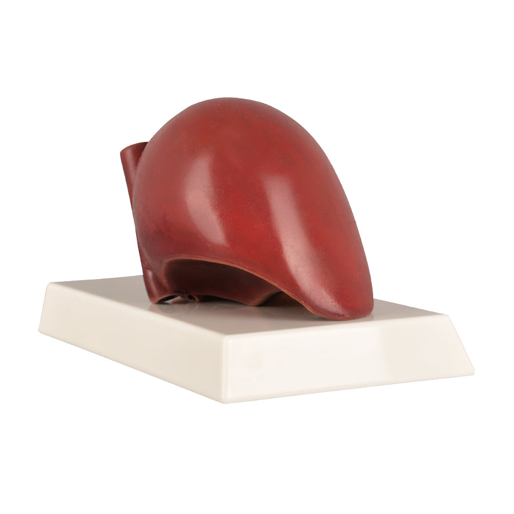Life-Size Liver Replica For Education