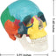 Life-Sized Skull Replica Showing Accurate Dimensions