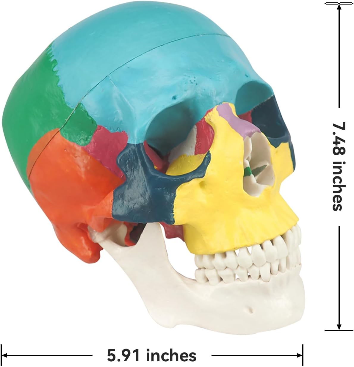 Life-Sized Skull Replica Showing Accurate Dimensions