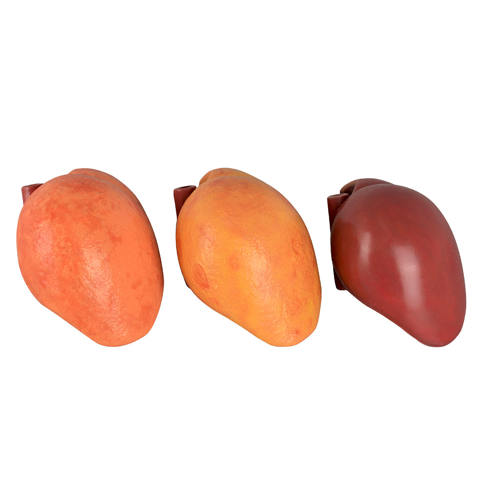 Life‑Size Silicone Liver Replica