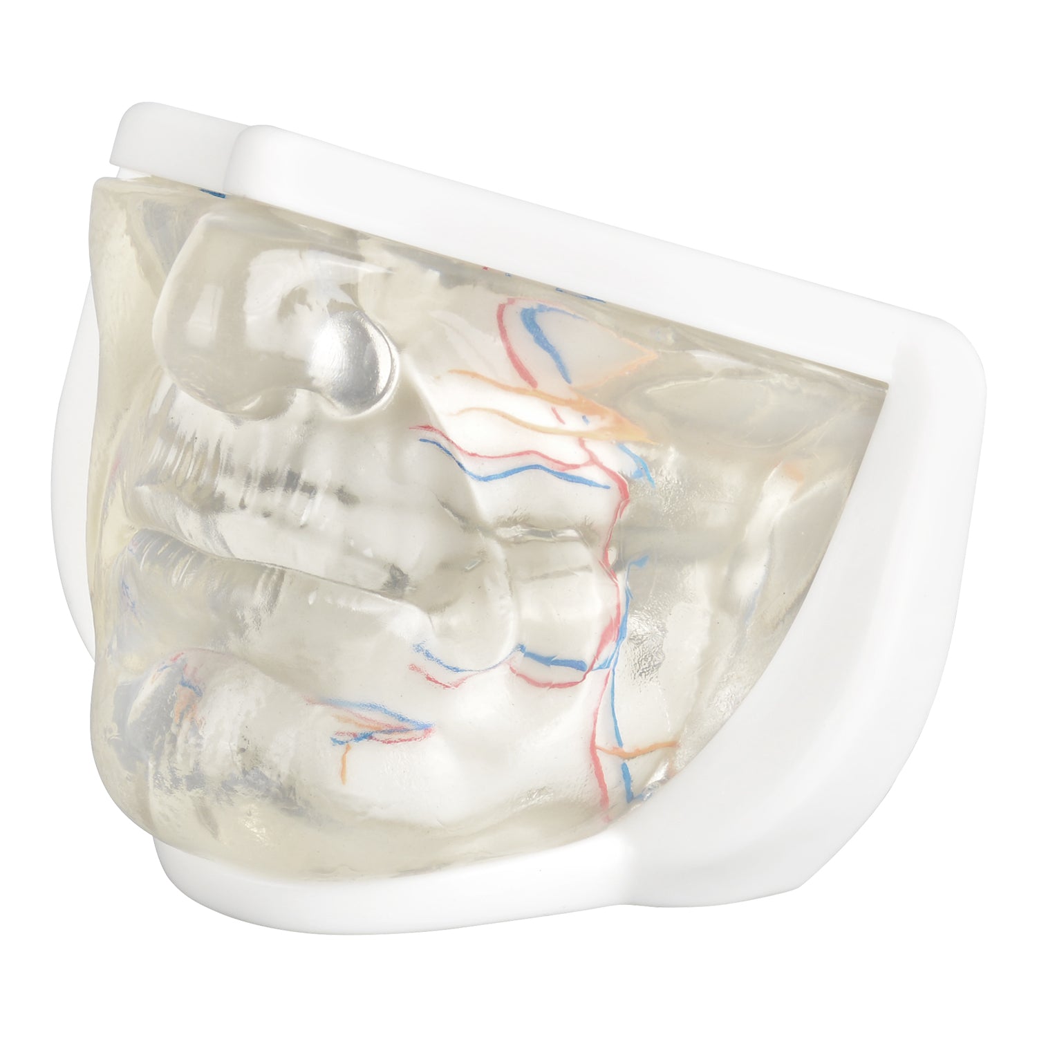 Lower Face Injection Training Model with Transparent Injectable Feature
