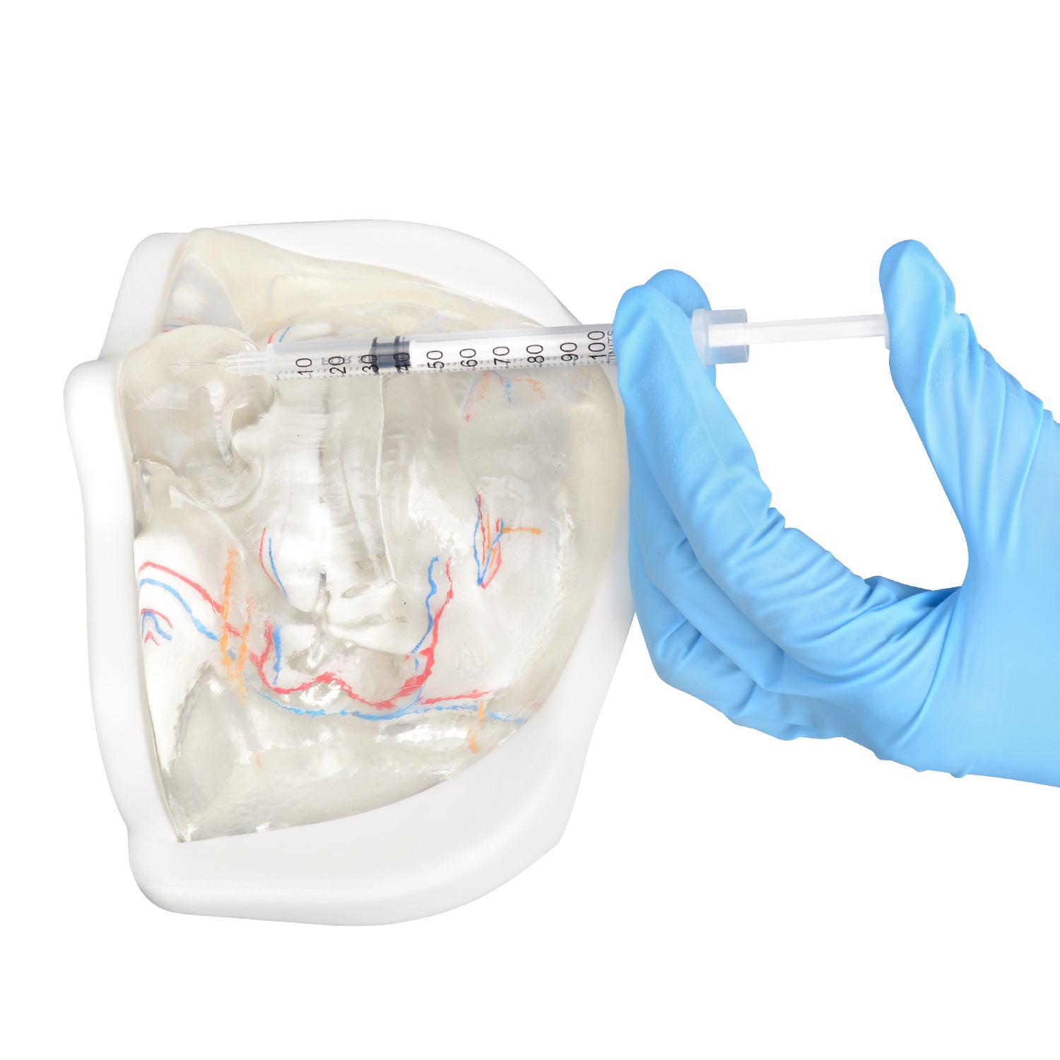 Lower Face Injection Training Model with Transparent Injectable Feature
