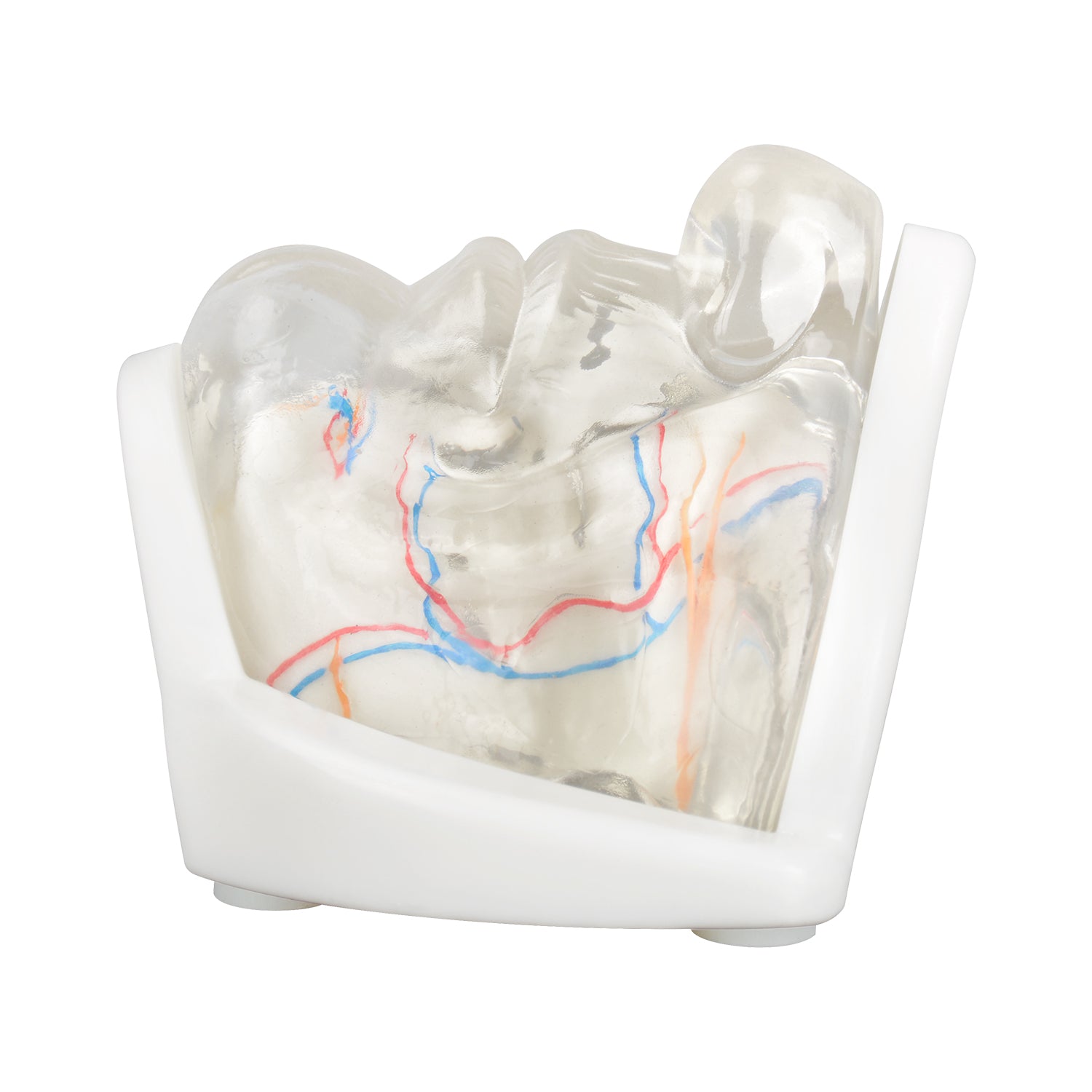 Lower Face Injection Training Model with Transparent Injectable Feature