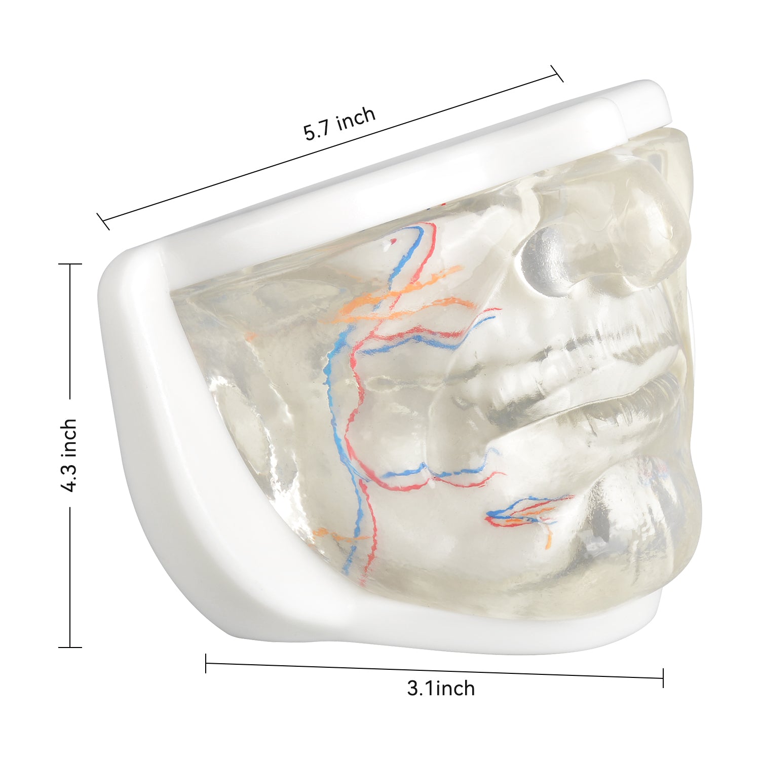Lower Face Injection Training Model with Transparent Injectable Feature