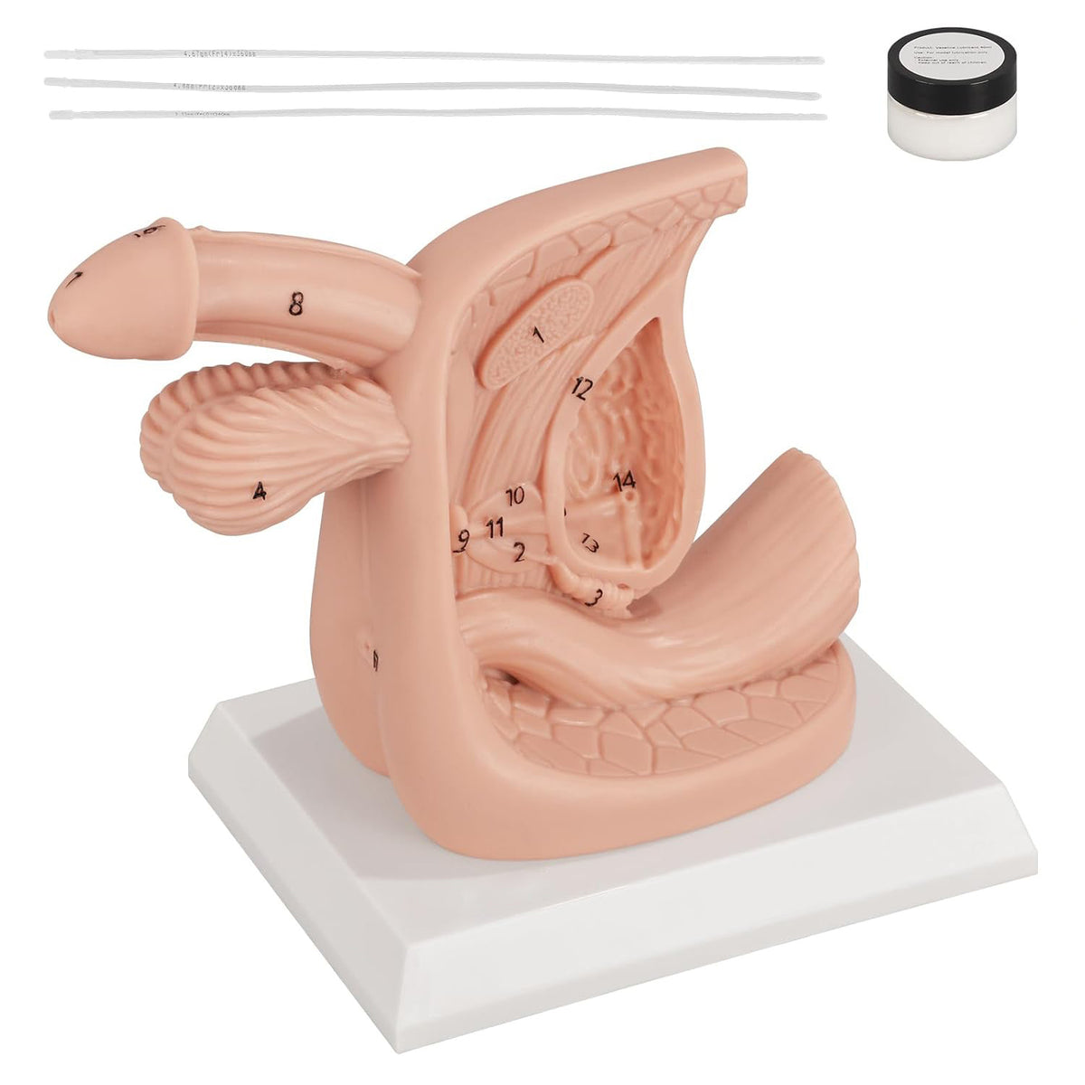 Male Urinary Catheterization Training Model