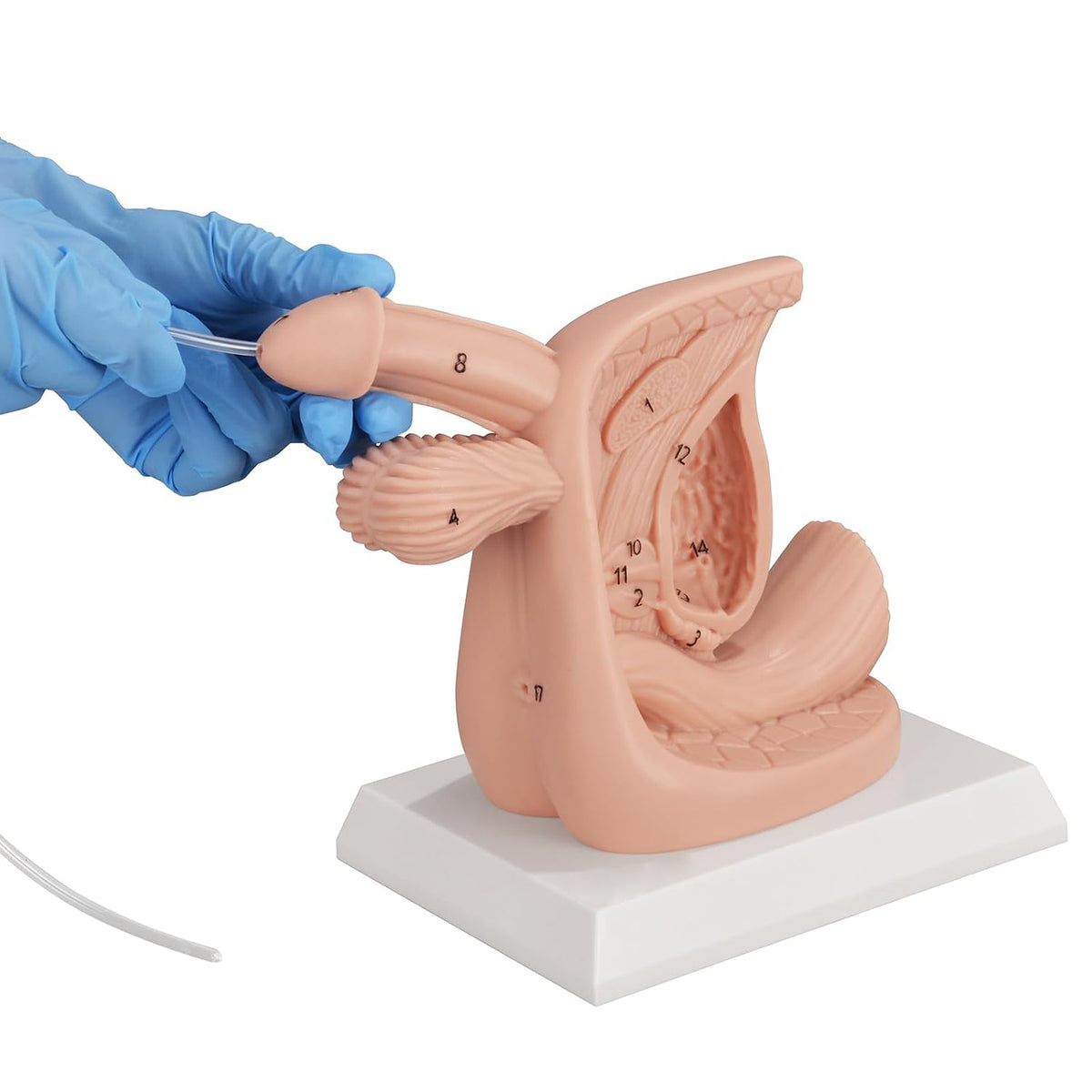 Male Urinary Catheterization Training Model