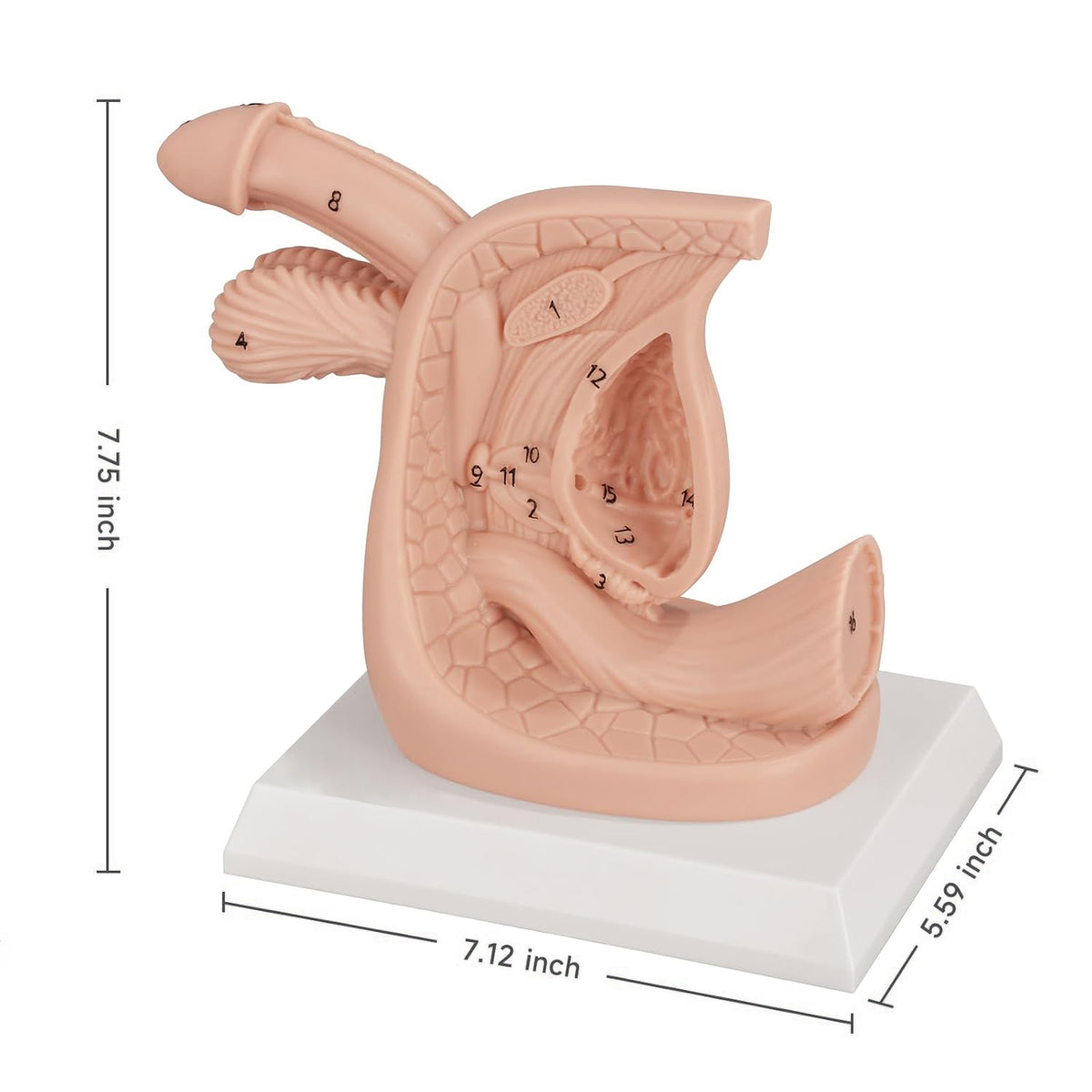 Male Urinary Catheterization Training Model