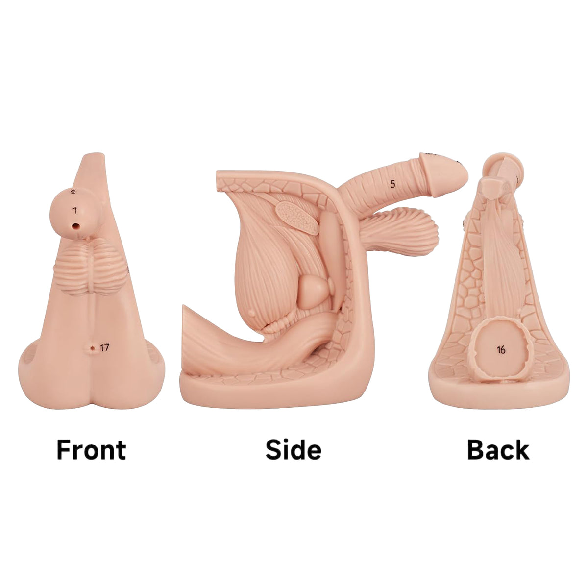Male Urinary Catheterization Training Model