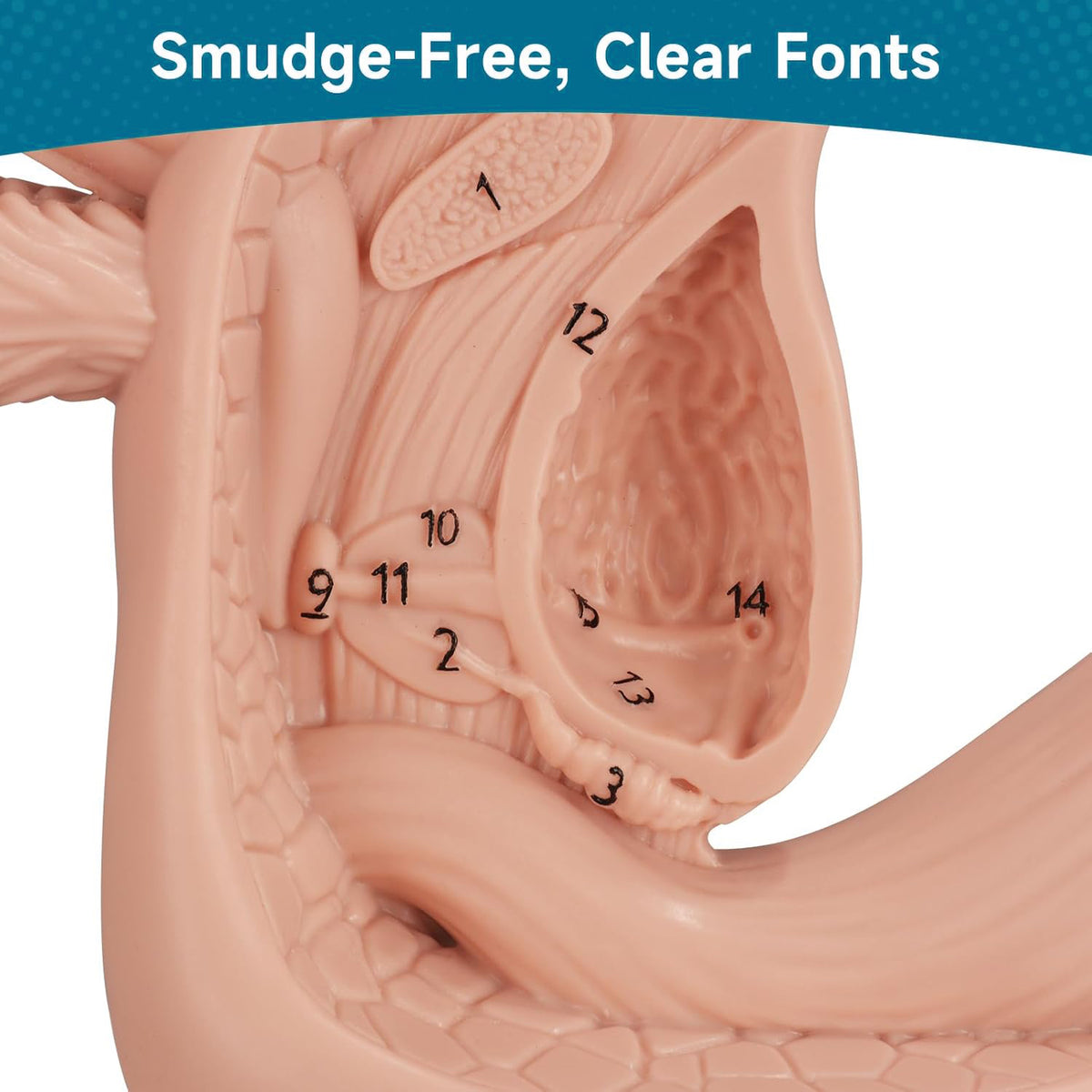 Male Urinary Catheterization Training Model