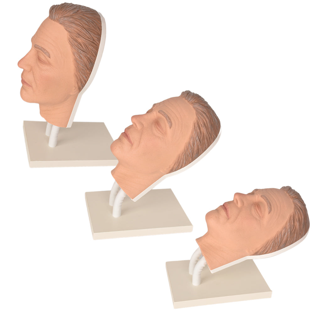 Male Botox Training Head on Durable Adjustable Stand