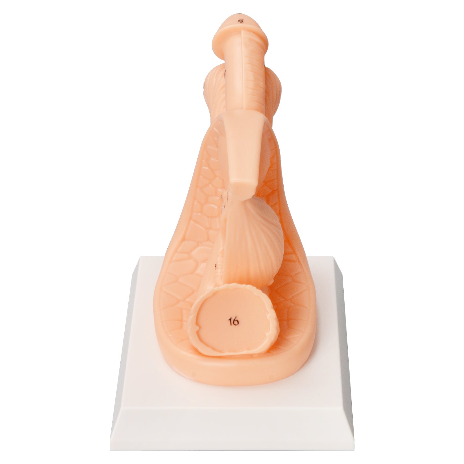 Male Catheter Insertion Nursing Training Simulator