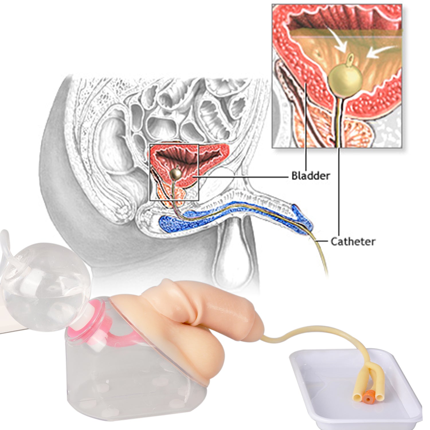 Male Catheter Insertion Practice Model