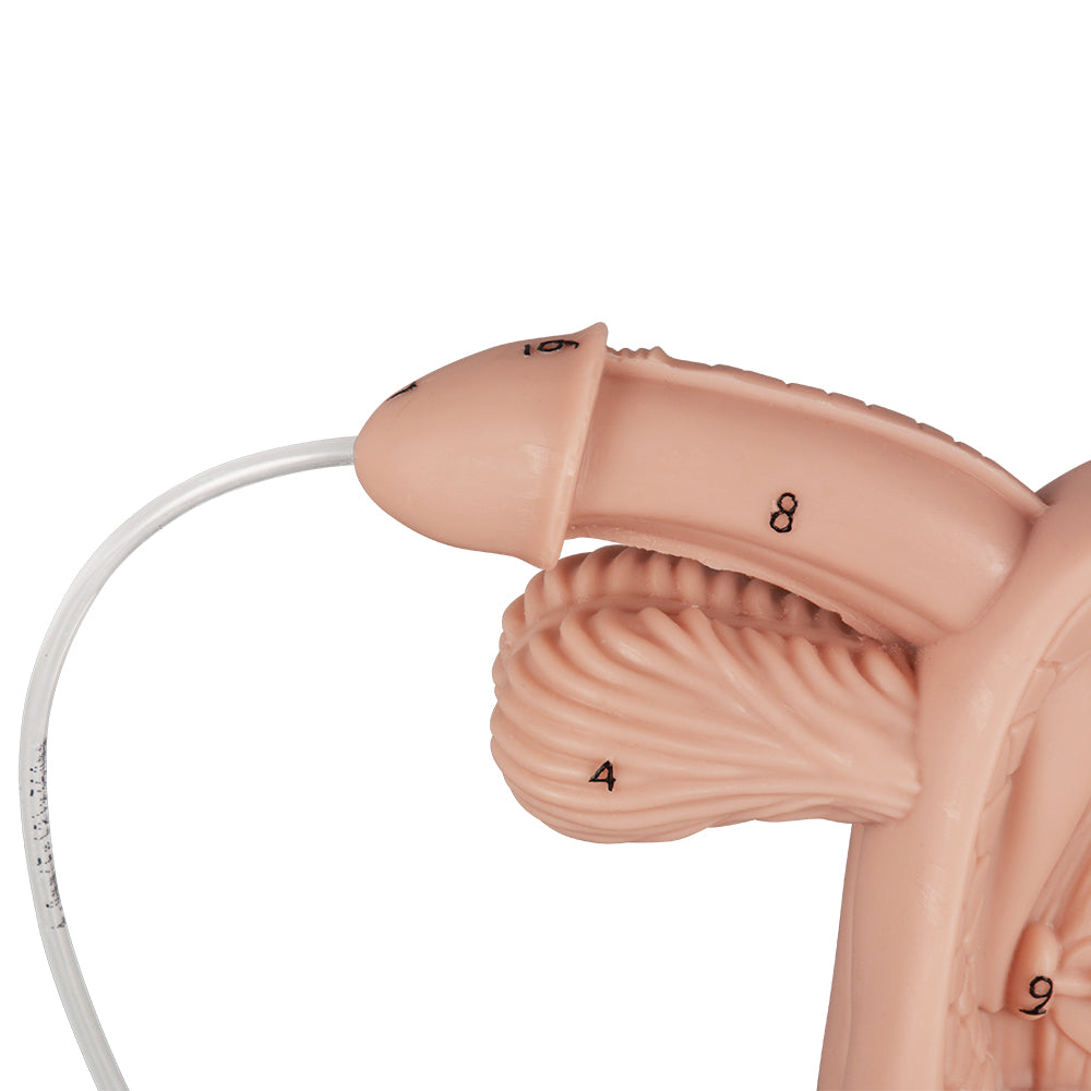 Male Catheter Training Mannequin