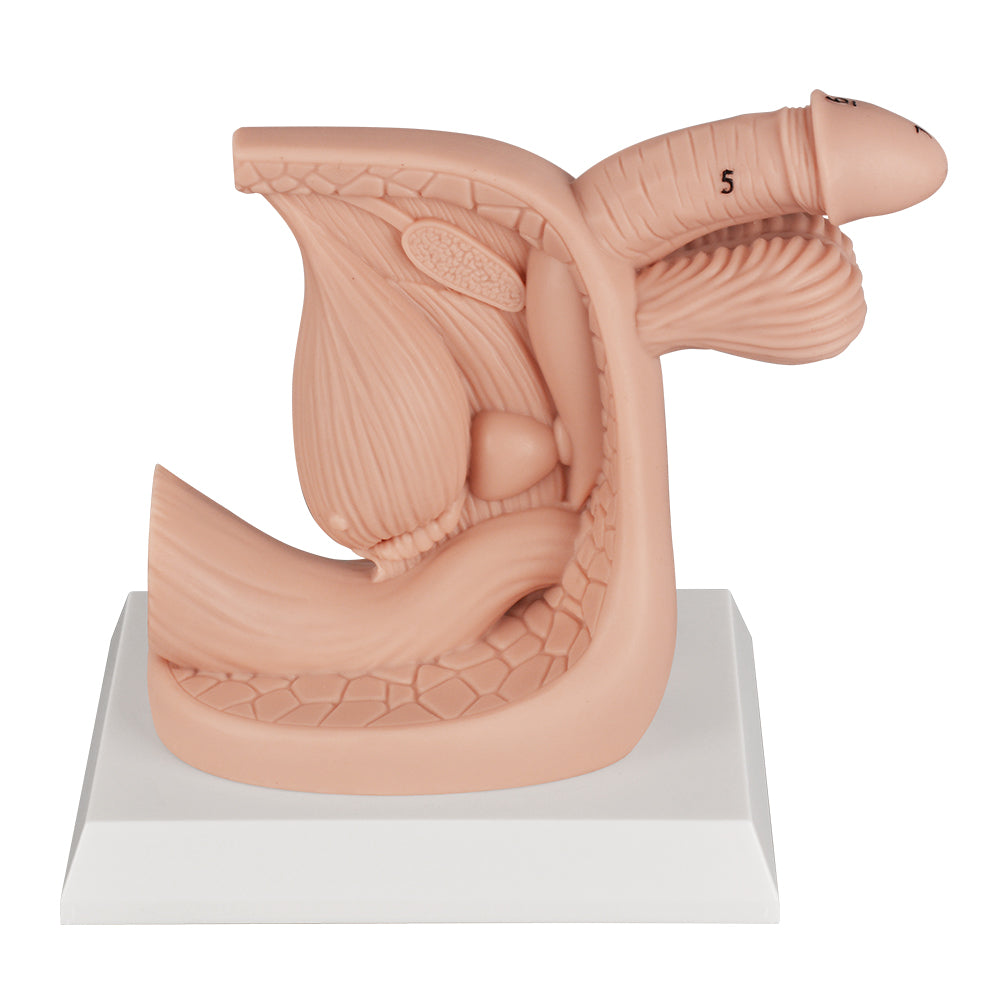 Male Catheter Training Model