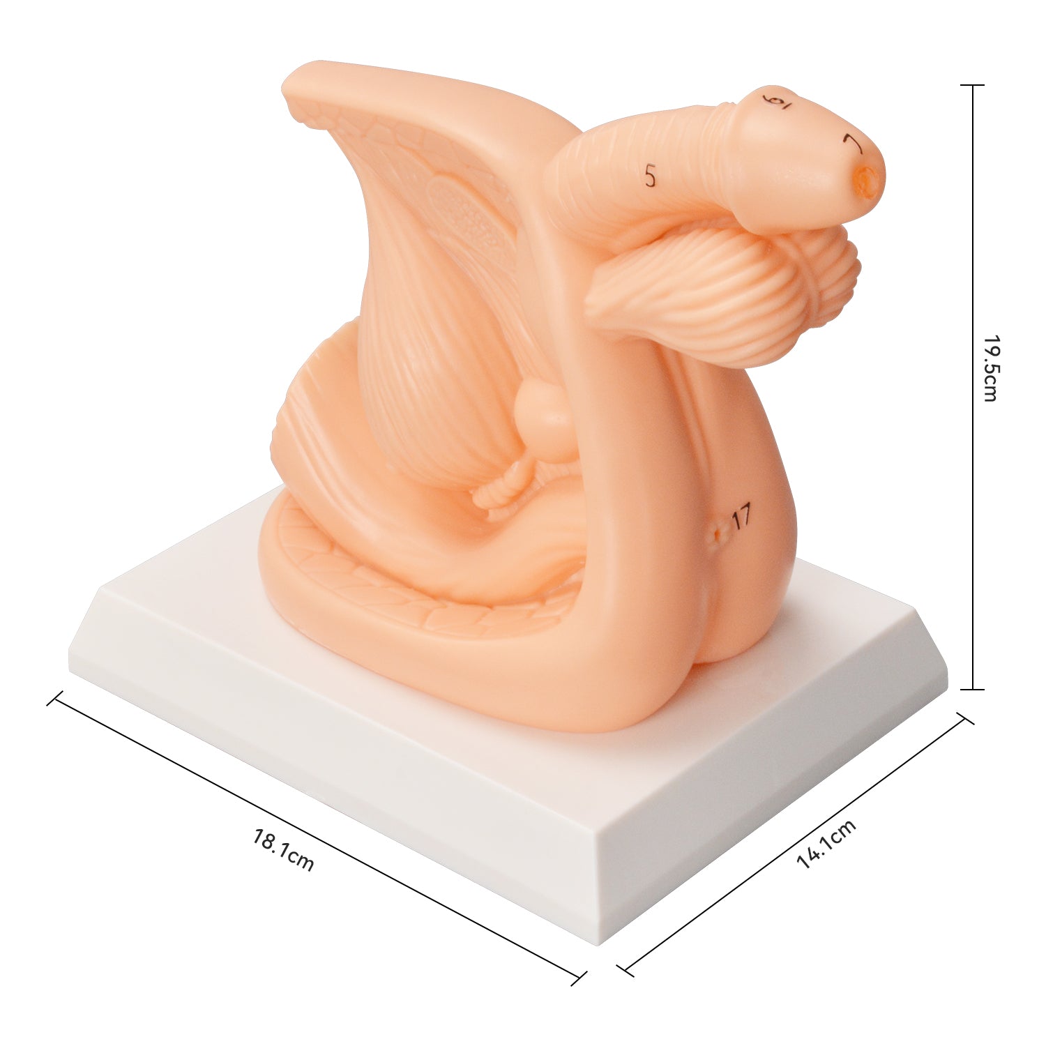 Male Catheterization Skills Training Teaching Model