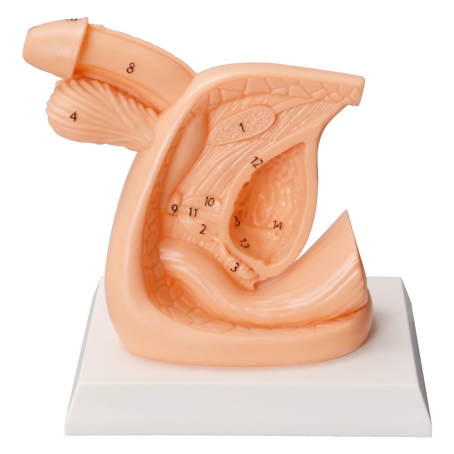 Male Catheterization Training Model For Nursing Practice