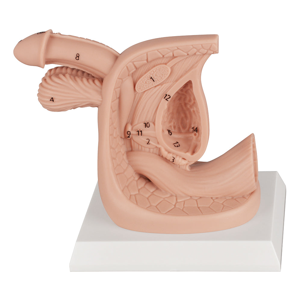 Male Genital Anatomy Model For Training