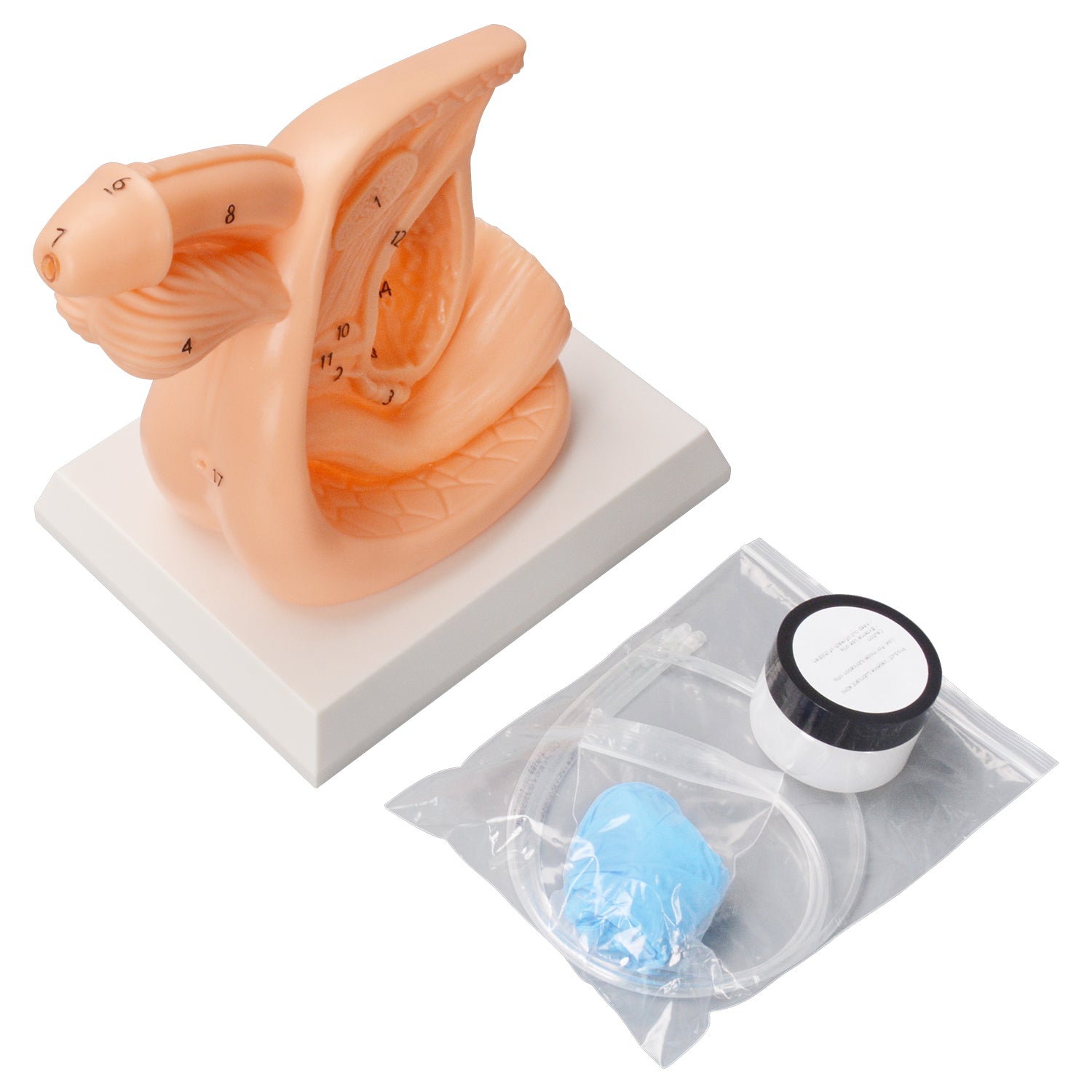 Male Urinary Catheter Insertion Practice Simulator
