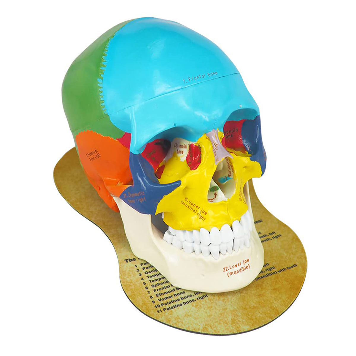 Medarchitect Human Colored Skull Model