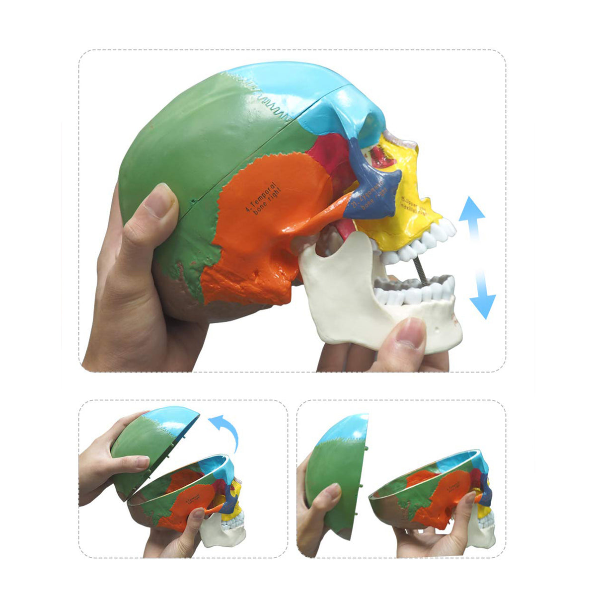 Medarchitect Human Colored Skull Model