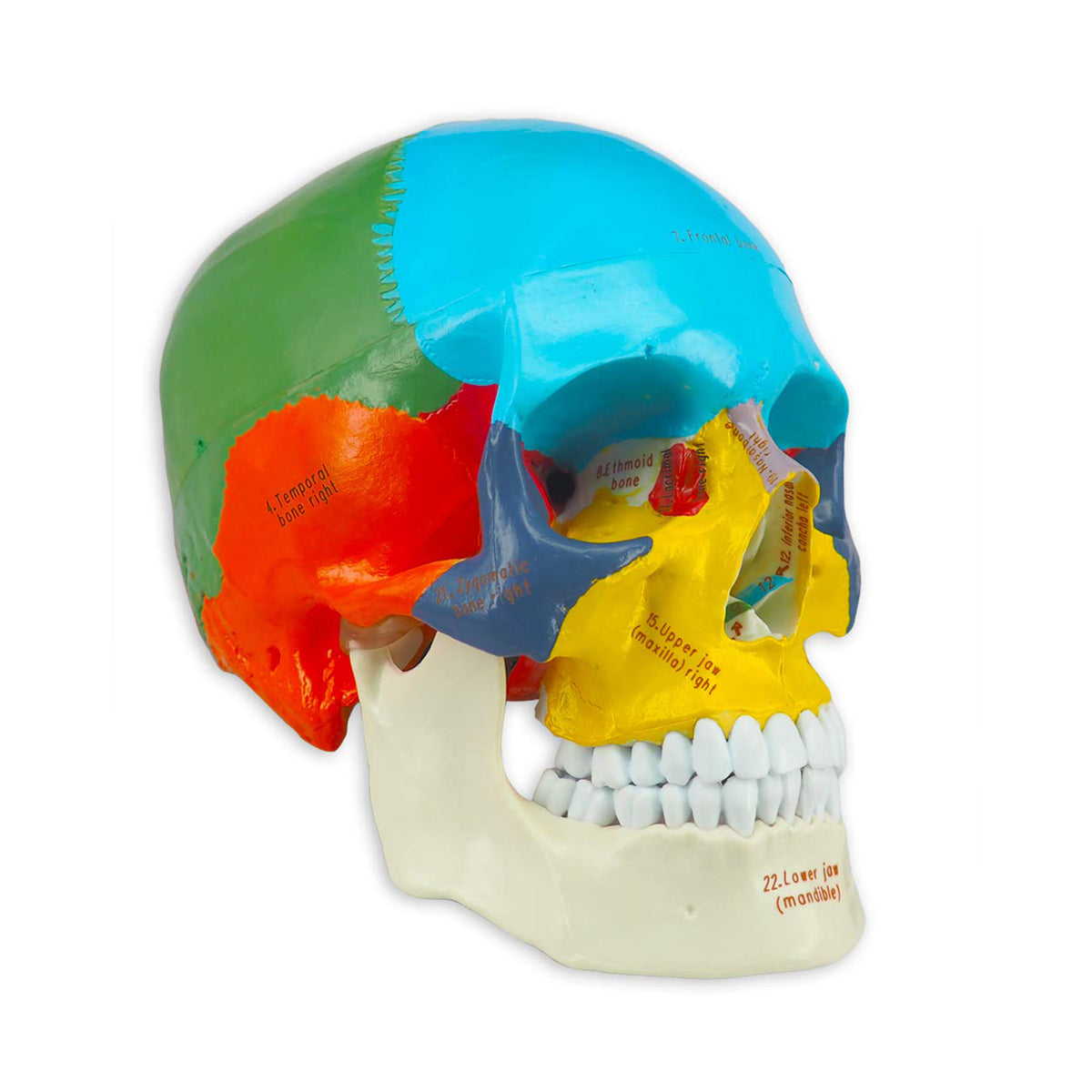 Medarchitect Human Colored Skull Model