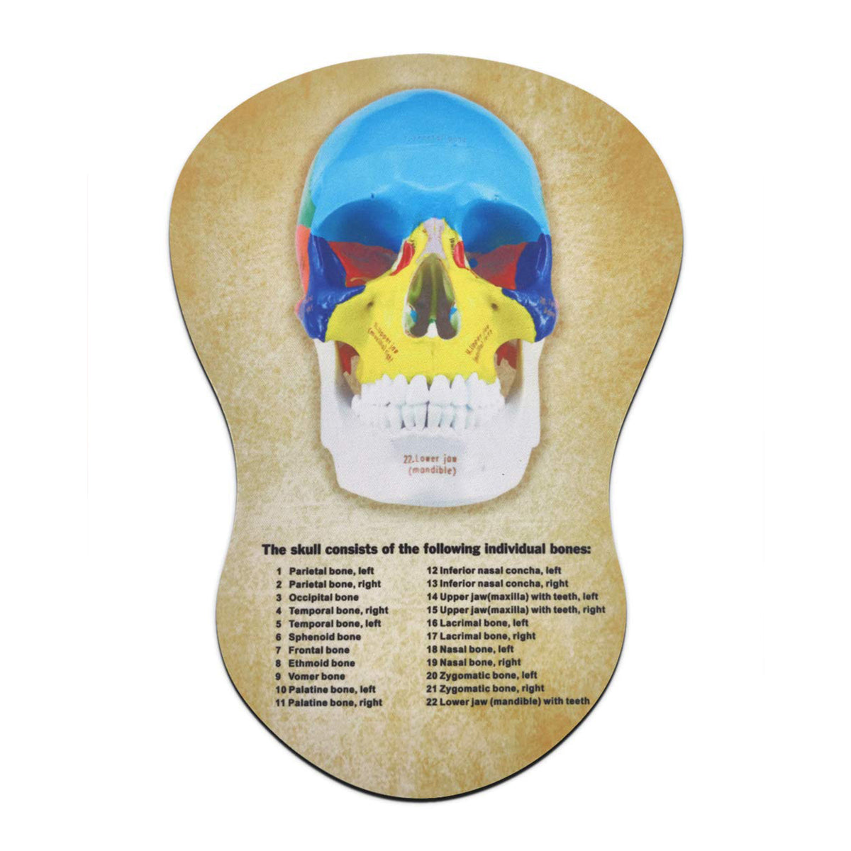 Medarchitect Human Colored Skull Model