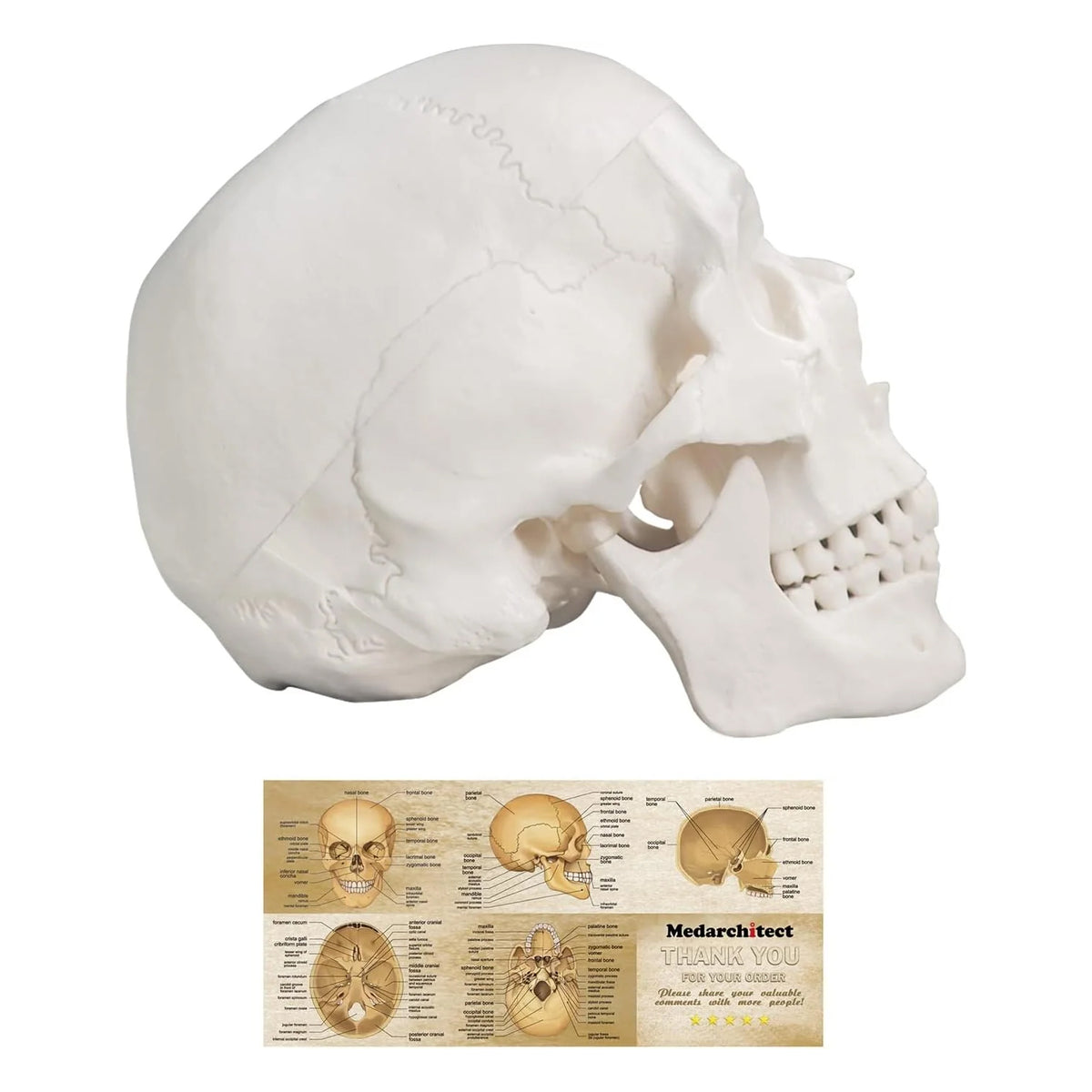 Medarchitect Life-Size Human Skull Anatomy Model