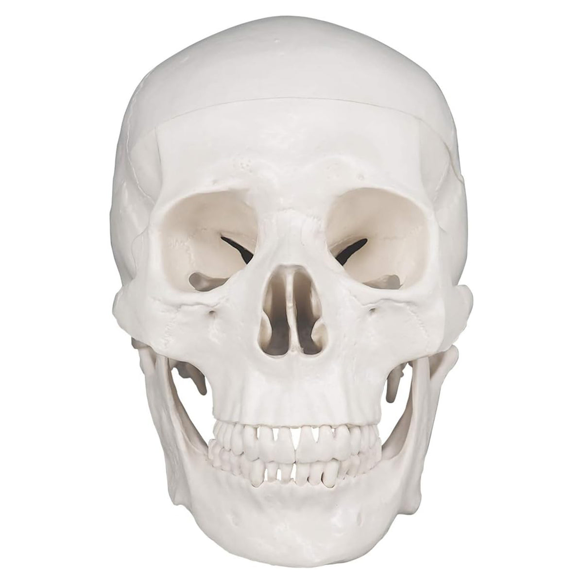 Medarchitect Life-Size Human Skull Anatomy Model