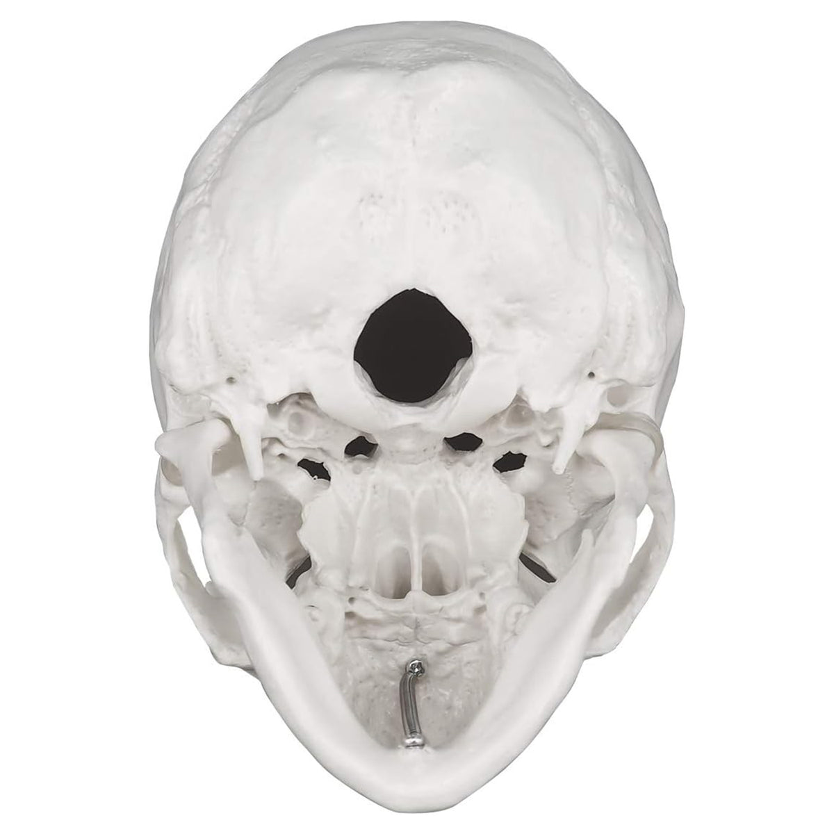 Medarchitect Life-Size Human Skull Anatomy Model